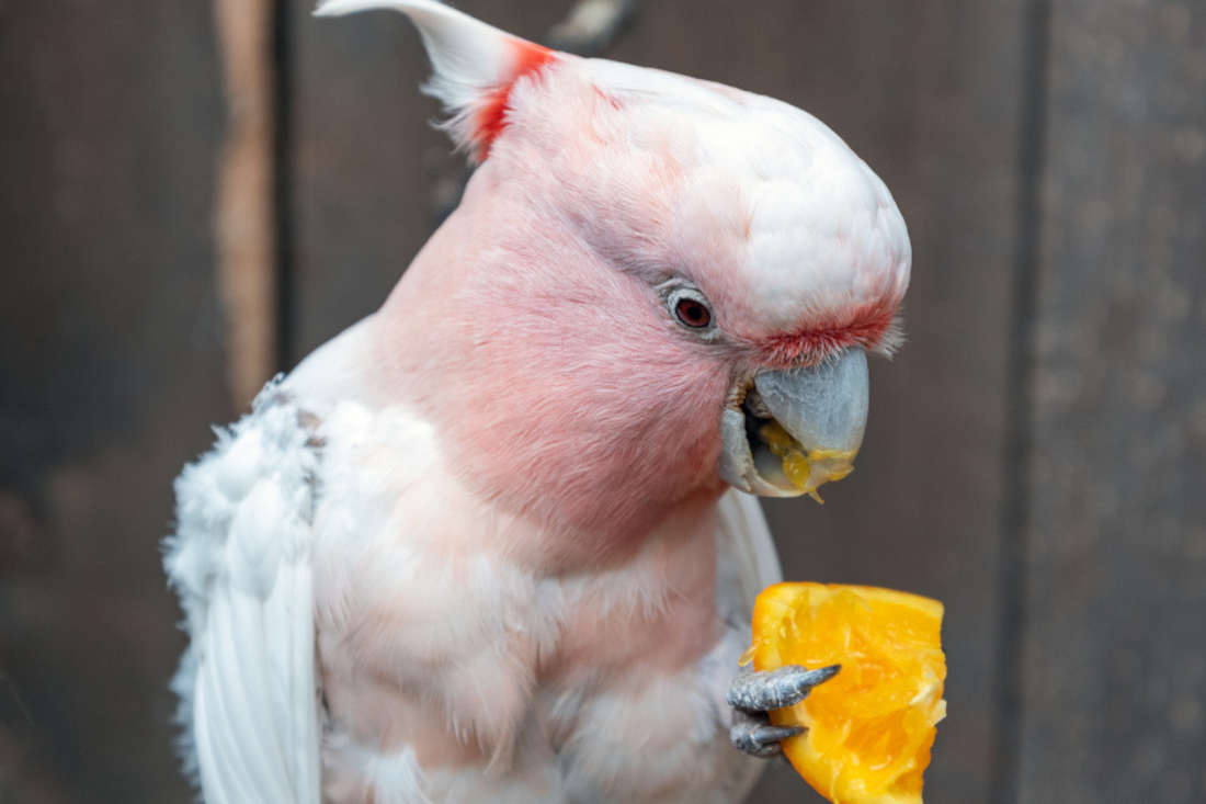 🦜 Les erreurs courantes à éviter dans l’alimentation des perruches et perroquets