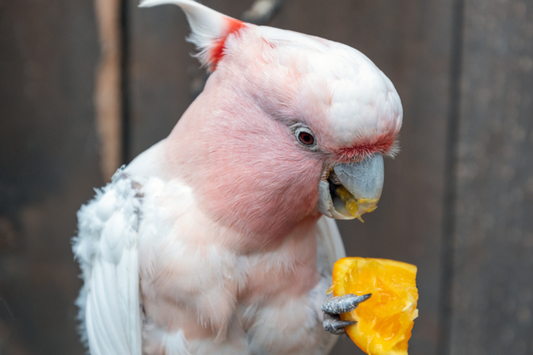 🦜 Les erreurs courantes à éviter dans l’alimentation des perruches et perroquets