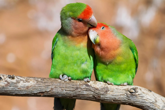 🦜🦜Un bec crochu, jamais seul : pour une vie pleine de plumes et d’amour