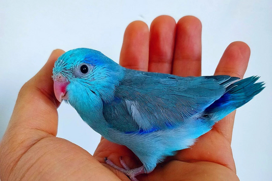 🐦 Une espèce encore méconnue : le Toui Céleste ✨