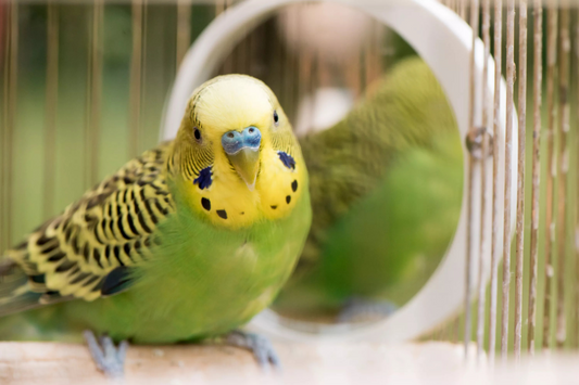 🐦 La Perruche Ondulée : Le Compagnon à Plumes Préféré des Français