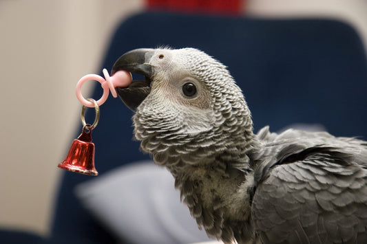 🎠 Stimuler son ami à plumes : les jouets essentiels pour un esprit heureux